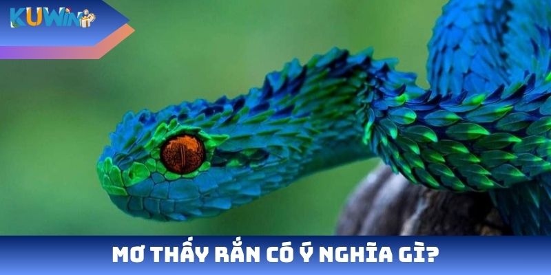 Mơ thấy rắn